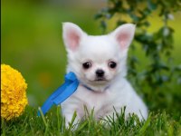 Longhair WC eğitimli chihuahua