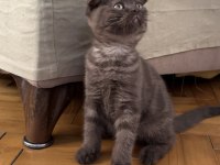 Silver ve Cinnamon Scottish Fold Yavrular