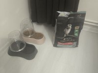Terrier sağlıklı 4 aylık erkek köpeğimiz