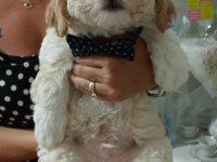 BİZ ÇOK TATLI KÖPEKLERİZ
