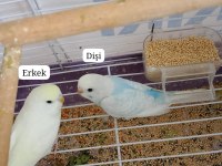 Cins Yavru Muhabbet Kuşu Çift Veya Yavru