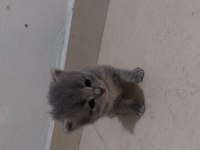Russian blue ve british longhair kırma yavrular