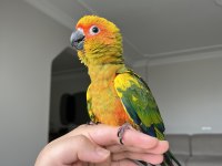 EL BESLEME BEBEK GÜNEŞ KONUR PAPAĞANI