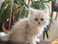 Muhteşem chinchilla bebeklerim yuvalarına gitmeye hazır