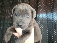 BABA ŞECERELİ DEV CANE CORSO BEBEKLERİM