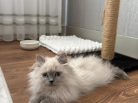 British longhair sevimli kedimiz