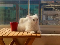 Safkan Angora kızımız yeni yuvasını arıyor