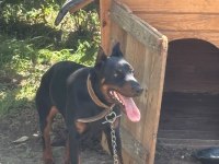 1 yaş erkek doberman