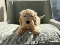 Safkan ırk garantili maltipoo bebek