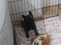 A Kalite Safkan Malinois