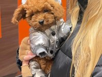 Toy Poodle Yavruları