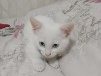 Ankara kedisi sahiplendirmek istiyorum
