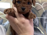 Toy Poodle Bebekleri
