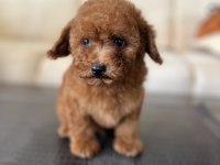 TOY POODLE YAVRU