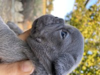 MAVİ GÖZLÜ BLUE FRANSIZ BULLDOG KÖPEĞİMİZ