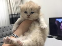 Chinchilla 1 Aylık Erkek