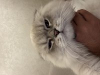 Scottish fold mavi gözlü