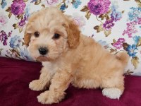 Sun Kennels Üretim Çiftliğinden Poodle Bebekler