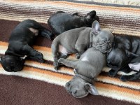 40 günlük french bulldoglar