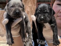 Cane corsa alan koruma köpeği yavruları 