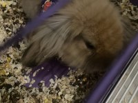 Hollanda lop tavşanı