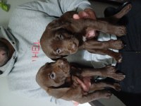 Labrador Chocolate İzmir