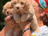 SAFKAN AŞILI VE ÇİŞ EĞİTİMLİ MALTIPOO BEBEKLER 