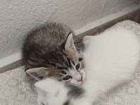 Ömürlük Yuvasını Arayan Kedilerimiz