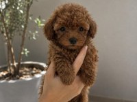 Baby Face Toy Poodle Yavrular