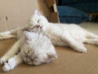 Safkan British Shorthair Lynx Point