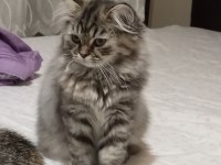 2 aylık iki adet yavrumuz sahiplendirilecek