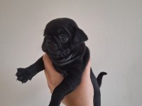 Pug köpeği yavrularımız