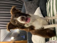 7 aylık dişi border collie köpeğimiz stella