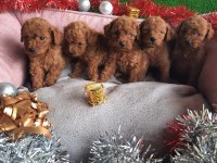 Tatlı Irk Garantili Korekan Poodle Yavrularımız
