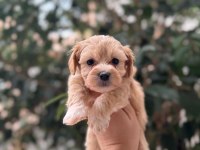 2 Aylık Yavru Maltipoo