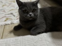 2,5 yaşında kısırlaştırılmamış british shorthair