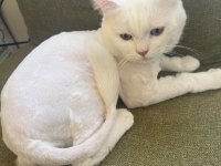 YURTDIŞINA ÇIKACAĞIMIZ İÇİN KEDİMİZİ SAHİPLENDİRECEĞİZ