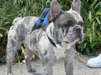 MERLE ÖZEL RENK FRENCH BULLDOG