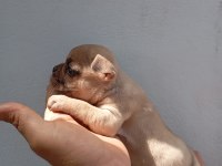 Lilac fawn french bulldog yavrularımız
