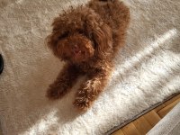 Korekan poodle erkek