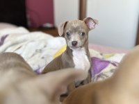 Şivava erkek 2 aylık chihuahua