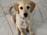 GOLDEN RETRİEVER ERKEK YAVRU EĞİTİMLİ