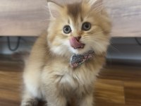 British longhair golden ny25