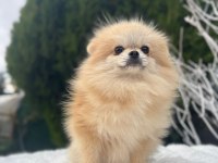 Yetişkin A kalite pomeranian boo
