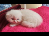 Scottish fold yavrular