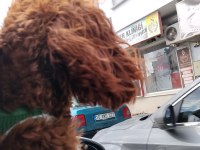 Toy poodle köpeği