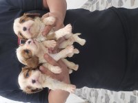 Safkan ırk garantili cavalier king charles