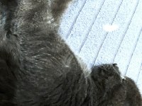BRİTİSH SHORTHAİR KEDİSİ