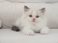 Full şecereli ragdoll yavruları