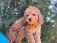 Orijinal Maltipoo Yavrular Randevu Alarak Bakabilirsiniz
